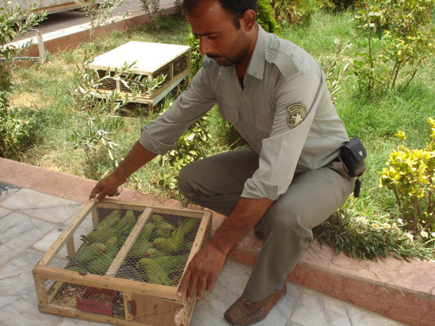 کشف ۹۰ قطعه پرنده زینتی قاچاق در سیستان و بلوچستان