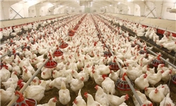 تولید مرغ بدون آنتی بیوتیک در دزفول