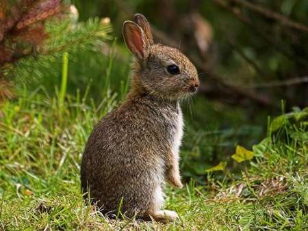 شکارچیان خرگوش در تکاب دستگیر شدند