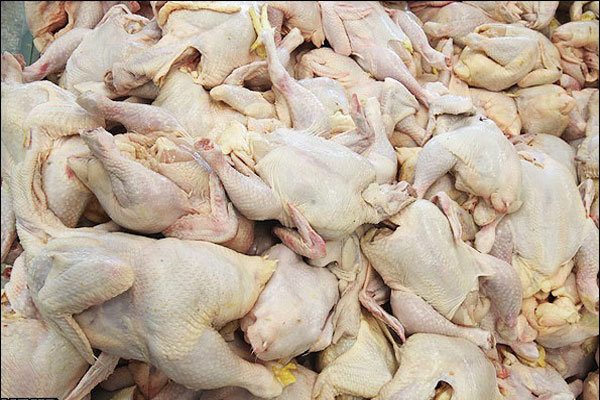 ۱۲۰۰ تن مرغ دپو شده در خراسان جنوبی وجود دارد