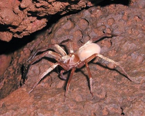 عنکبوت گرگی غار کائای
