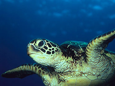 لاک‌پشت سبز دریایی 