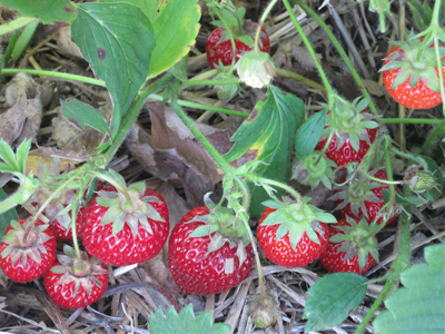 کاشت توت‌فرنگی