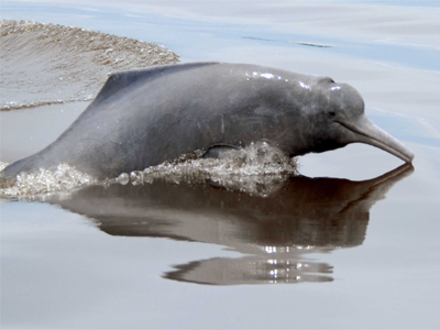 گونه های دلفین رودخانه 