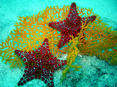 ستاره دریایی