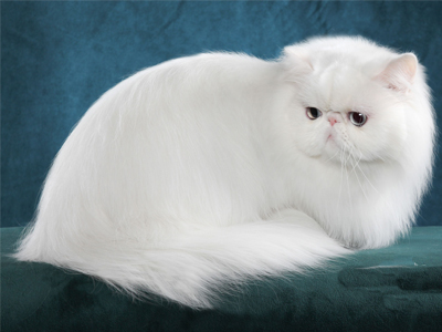 گربه فارسی
